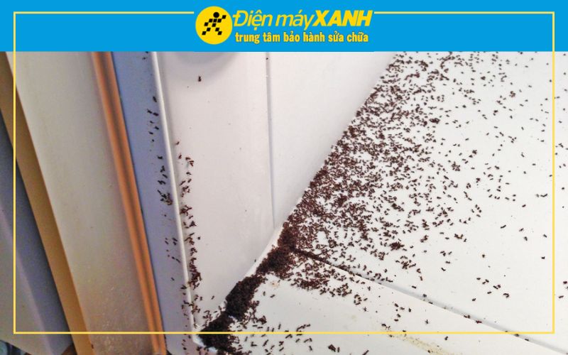 Tủ Lạnh Bị Kiến Vào Có Sao Không