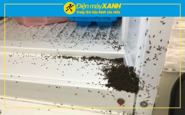 Tủ Lạnh Bị Kiến Vào Phải Làm Sao_ Có Gây Ảnh Hưởng Gì Không